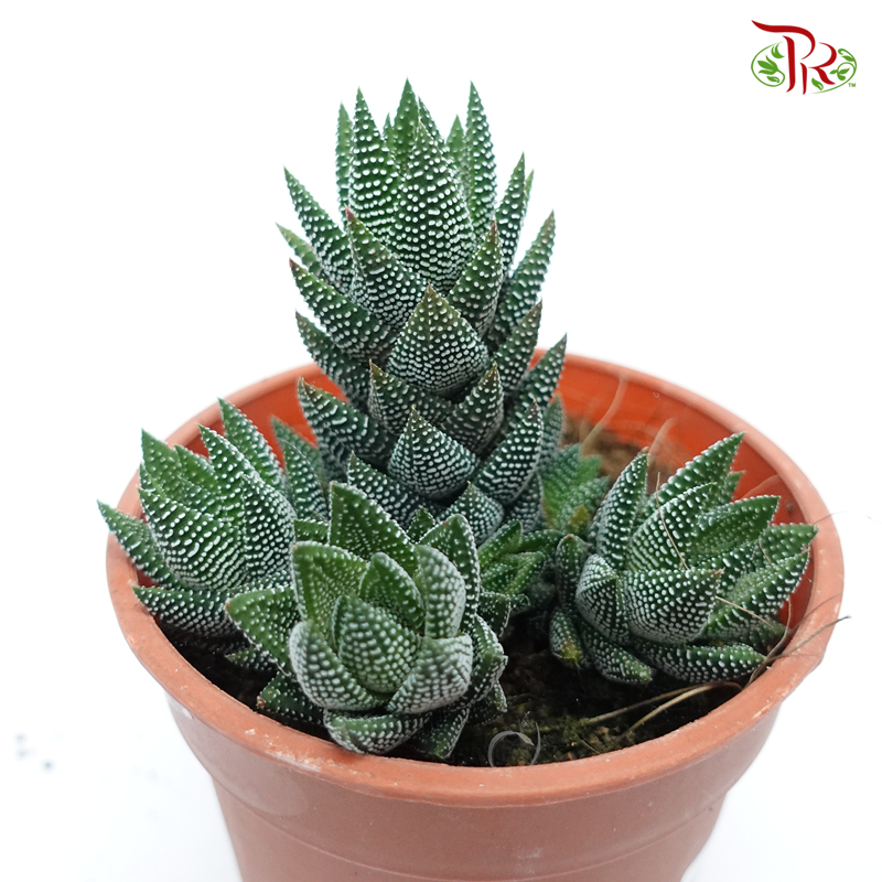 Haworthia (Zebra Plant) 《条纹十二卷》 - Pudu Ria Florist