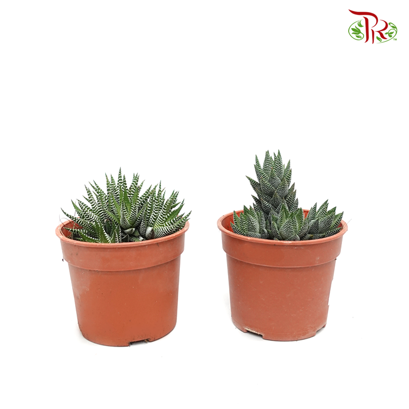Haworthia (Zebra Plant) 《条纹十二卷》 - Pudu Ria Florist