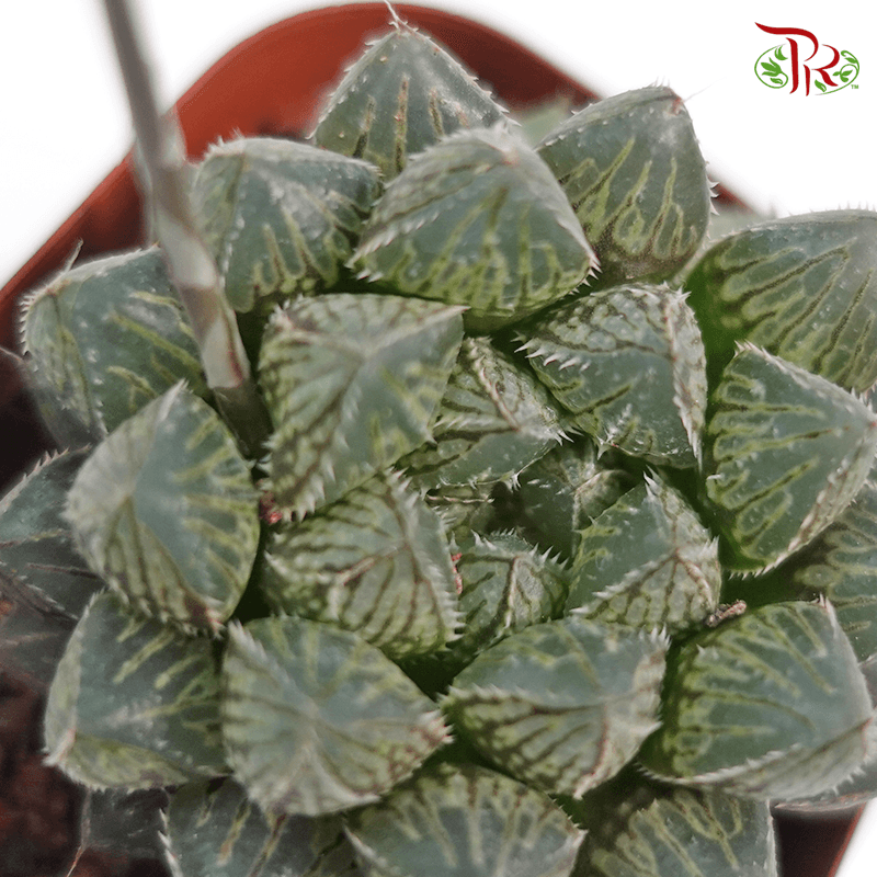 Haworthia Mirror Ball《大葉樓蘭玉露》