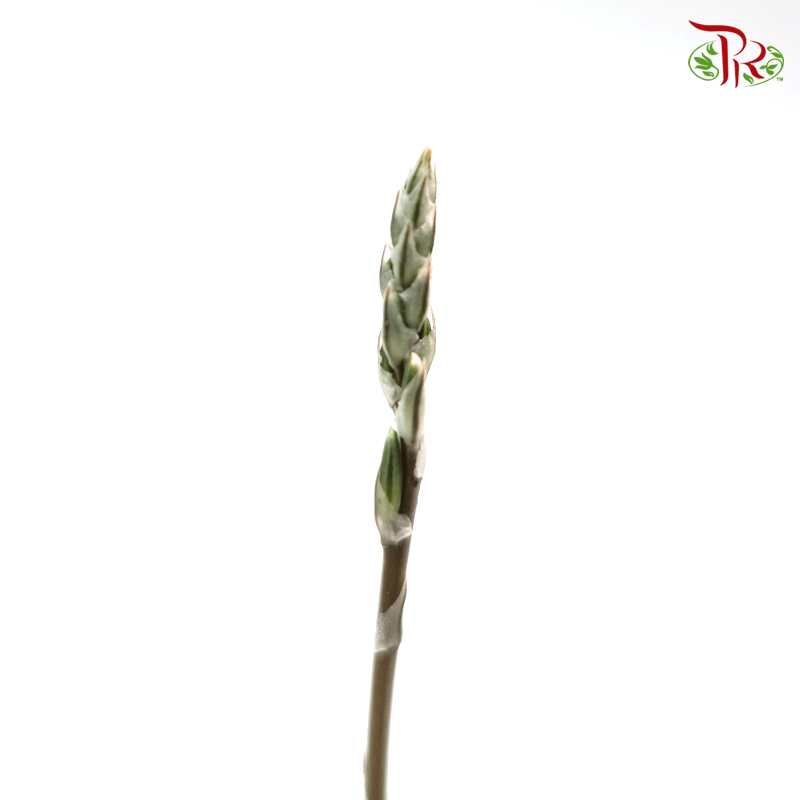 Haworthia Mirror Ball《大葉樓蘭玉露》