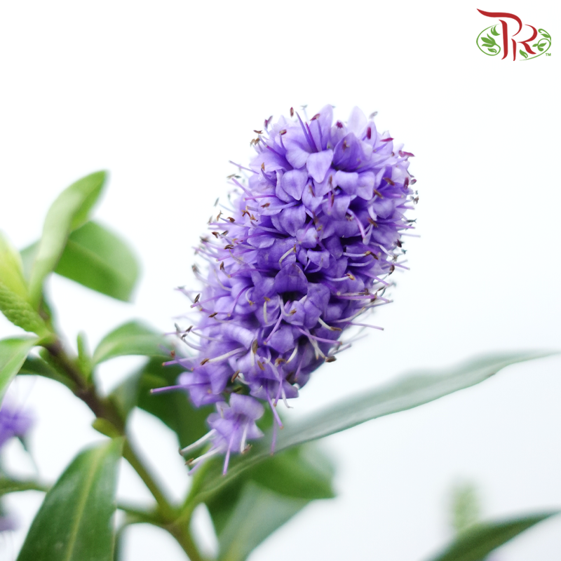 Hebe Subaplina - Purple (Per Bunch)-Purple-China-prflorist.com.my