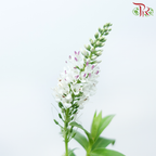 Hebe Subaplina - White (Per Bunch)-White-China-prflorist.com.my