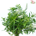 Hebe Subaplina - White (Per Bunch)-White-China-prflorist.com.my
