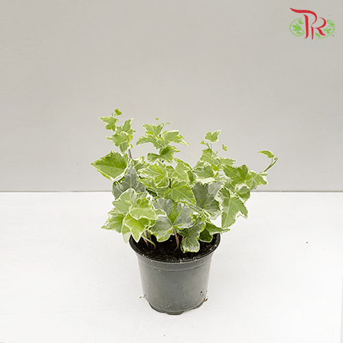 Hedera Helix Mint Kolibri 《常春藤》-Pudu Ria Florist-prflorist.com.my