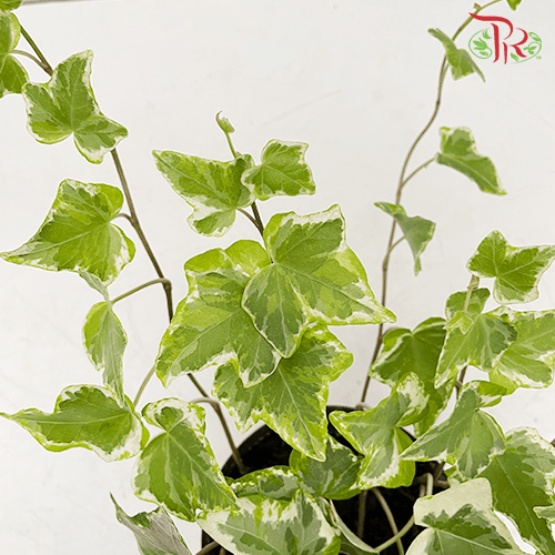 Hedera Helix Mint Kolibri 《常春藤》-Pudu Ria Florist-prflorist.com.my