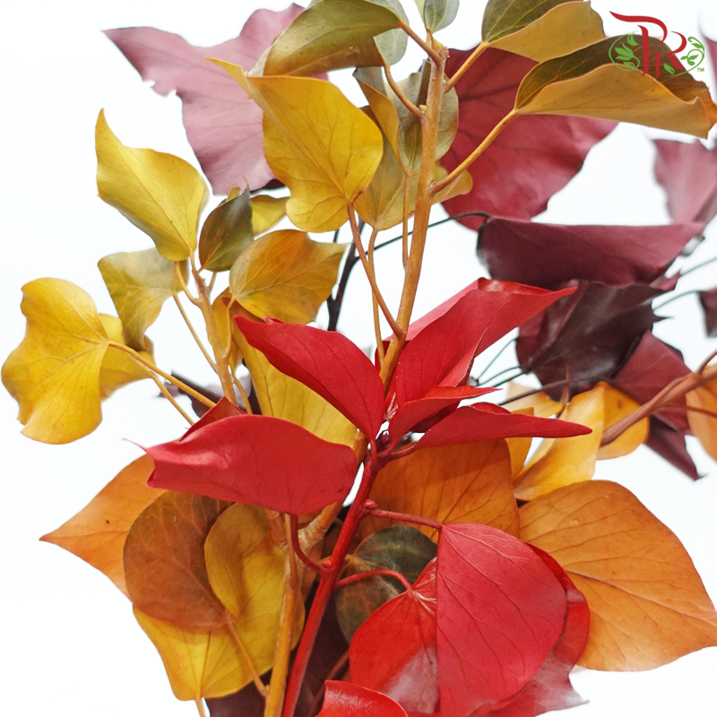 Hedera Preservative-Import-prflorist.com.my