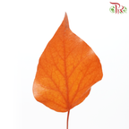 Hedera Preservative (Per Bunch)-Import-prflorist.com.my