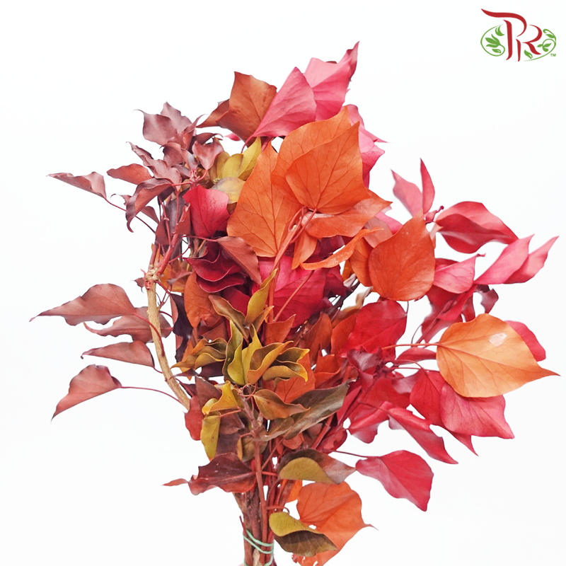 Hedera Preservative (Per Bunch)-Import-prflorist.com.my