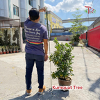 本地桔子树/ 金桔树Local Four Season Lime Tree/ Kumquat Lime Tree