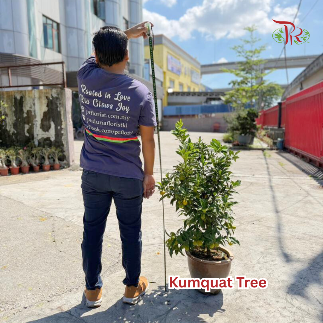 本地桔子树/ 金桔树Local Four Season Lime Tree/ Kumquat Lime Tree