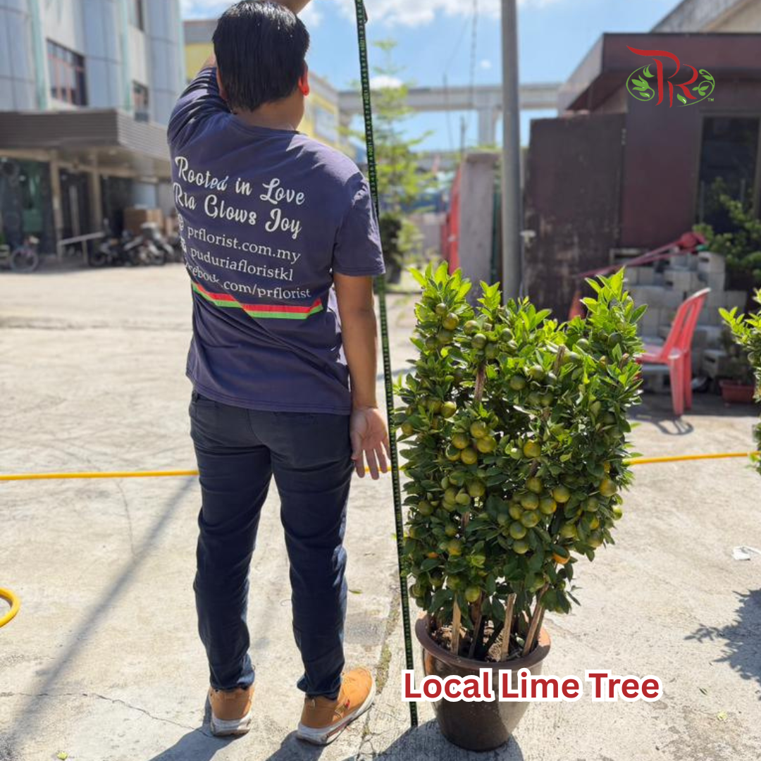 本地桔子树/ 金桔树Local Four Season Lime Tree/ Kumquat Lime Tree