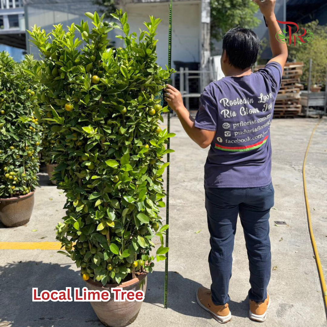 本地桔子树/ 金桔树Local Four Season Lime Tree/ Kumquat Lime Tree
