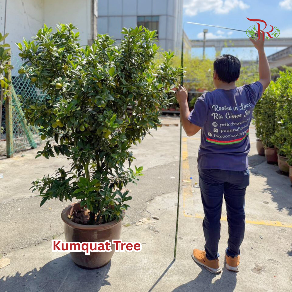 本地桔子树/ 金桔树Local Four Season Lime Tree/ Kumquat Lime Tree