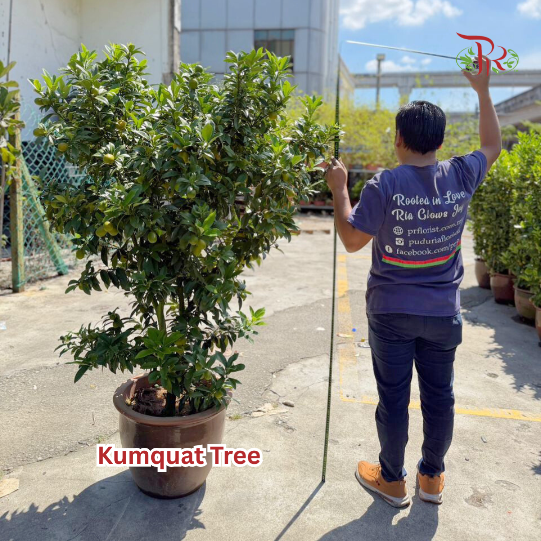 本地桔子树/ 金桔树Local Four Season Lime Tree/ Kumquat Lime Tree