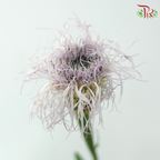 Helichrysum Bird's Nest - Lilac (Per Bunch)-Lilac-China-prflorist.com.my