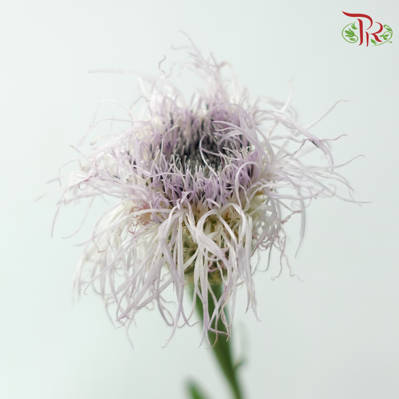Helichrysum Bird's Nest - Lilac (Per Bunch)-Lilac-China-prflorist.com.my