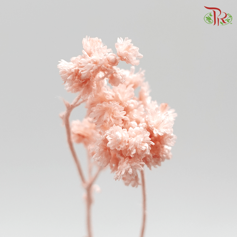 Helichrysum Crispum Preservative - Pink ( 3014-0-081 )-Pink-Japan-prflorist.com.my