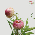 Helichrysum - Pink (Per Bunch)-Pink-China-prflorist.com.my