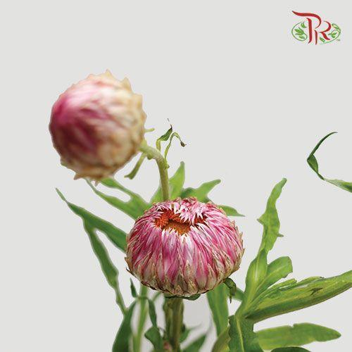 Helichrysum - Pink (Per Bunch)-Pink-China-prflorist.com.my