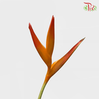 Heliconia - (5 Stems)-Malaysia-prflorist.com.my