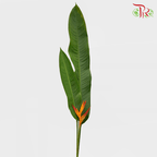 Heliconia - (5 Stems)-Malaysia-prflorist.com.my