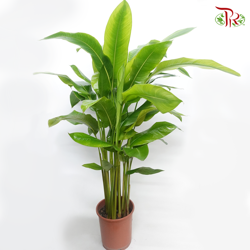 Heliconia 《赫蕉属》-Pudu Ria Florist-prflorist.com.my