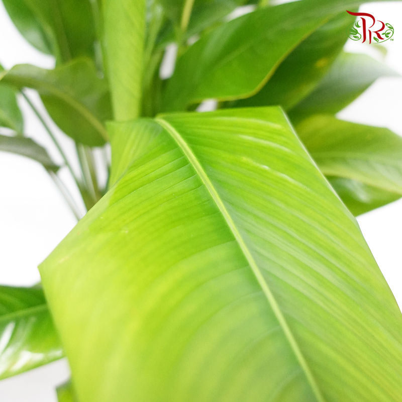 Heliconia 《赫蕉属》-Pudu Ria Florist-prflorist.com.my