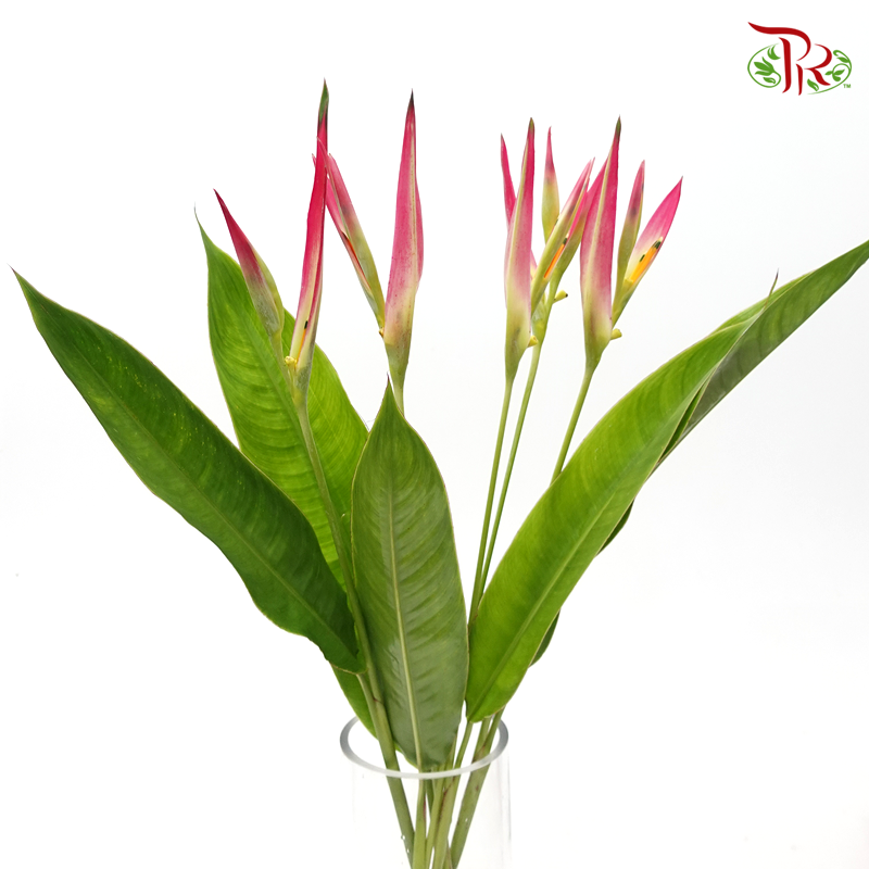 Heliconia Sassy (5 Stems)-With Leaves-Kenya-prflorist.com.my