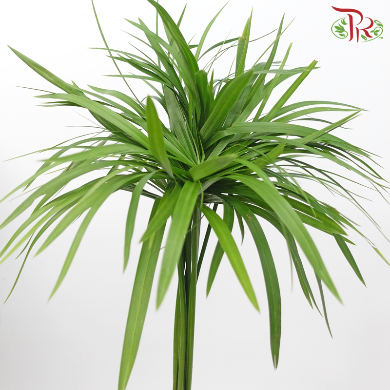 Helicopter Leaf (Per Bunch)-Malaysia-prflorist.com.my
