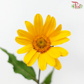 Heliopsis Helianthoides - Golden Yellow (5 Stems)-Yellow-Japan-prflorist.com.my