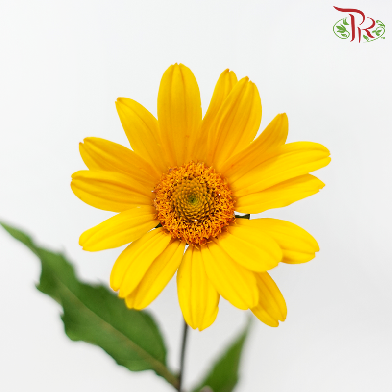 Heliopsis Helianthoides - Golden Yellow (5 Stems)-Yellow-Japan-prflorist.com.my