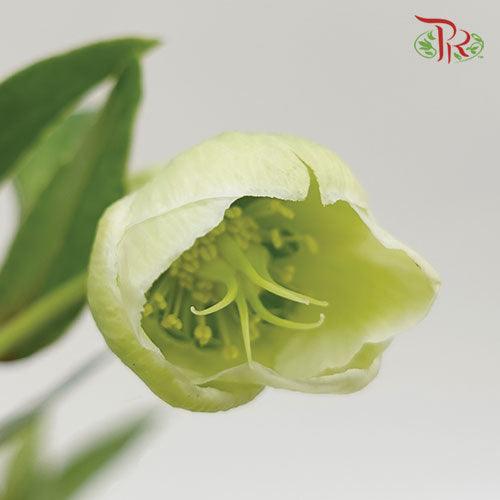 Helleborus - (5 Stems)-Netherland-prflorist.com.my