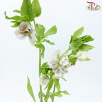 Helleborus - Pink (Per Bunch)-Pink-China-prflorist.com.my