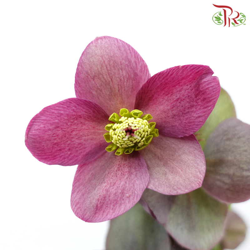 Helleborus - Purple (Per Bunch)-Purple-China-prflorist.com.my