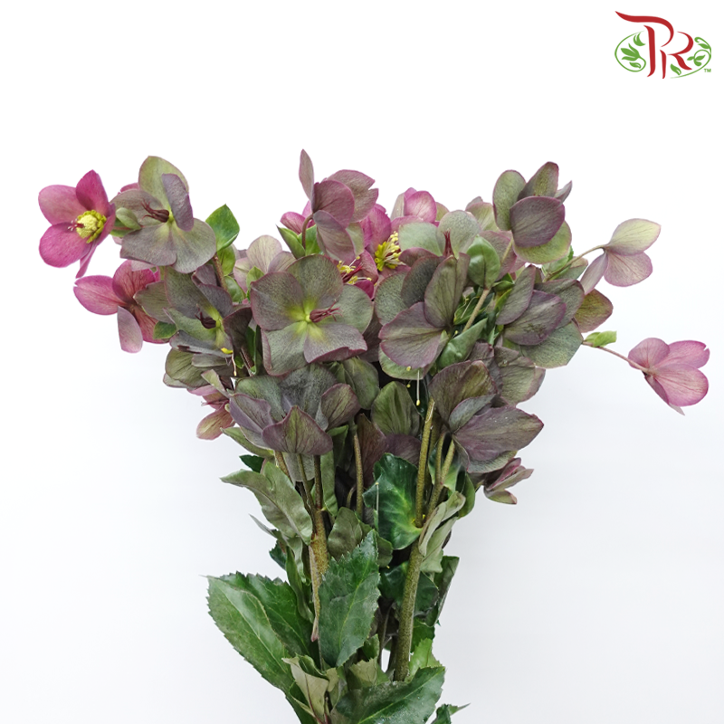 Helleborus - Purple (Per Bunch)-Purple-China-prflorist.com.my