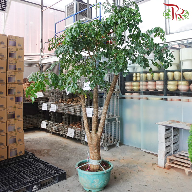 Heteropanax Fragrans 2MOH《幌傘楓》