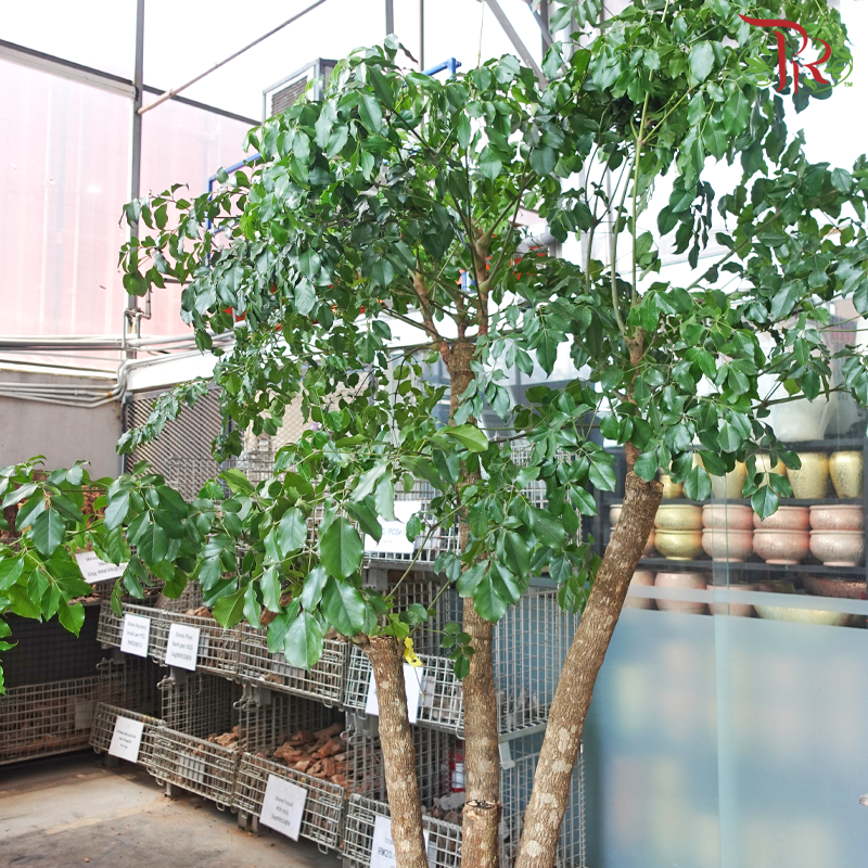 Heteropanax Fragrans 2MOH《幌傘楓》