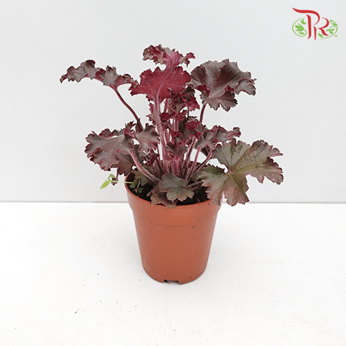 Heuchera Americana《珊瑚钟》