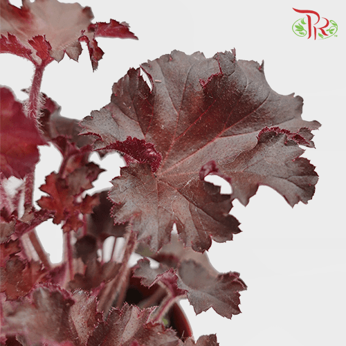 Heuchera Americana《珊瑚钟》
