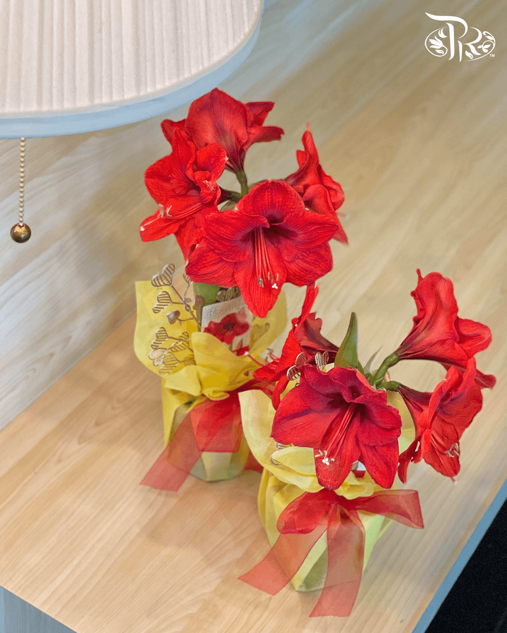 Hippeastrum 《朱顶红》PROMOTION- 2 flower shoots - Pudu Ria Florist