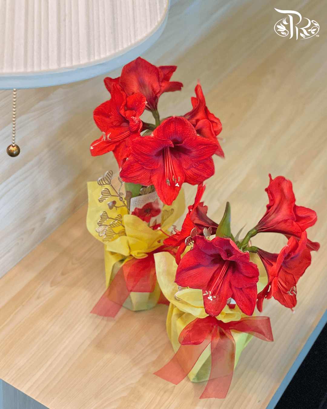 Hippeastrum 《朱顶红》PROMOTION- 2 flower shoots - Pudu Ria Florist