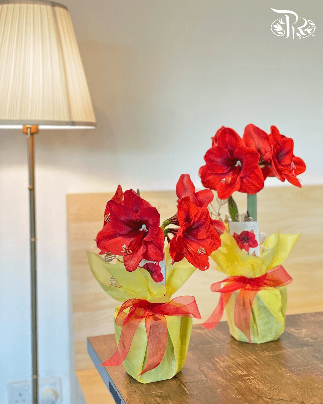 Hippeastrum 《朱顶红》PROMOTION- 2 flower shoots - Pudu Ria Florist