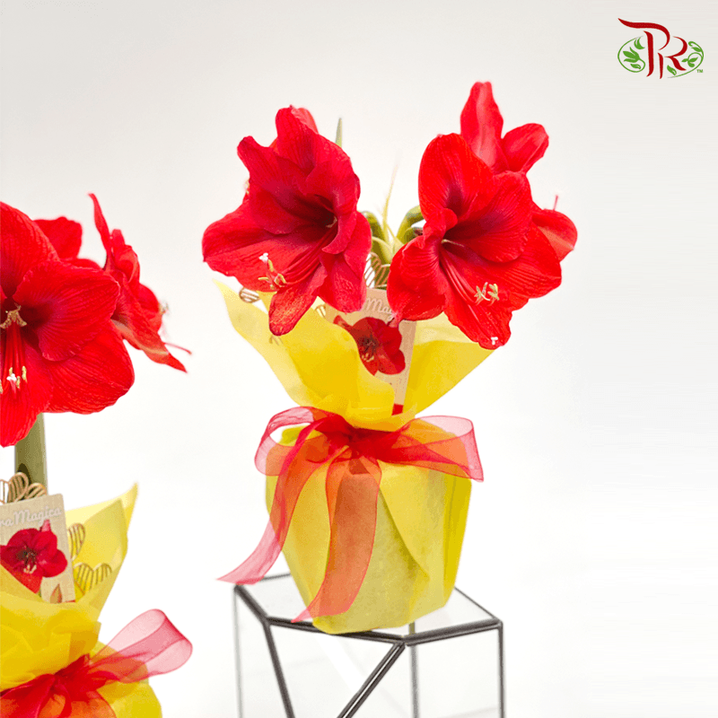 Hippeastrum 《朱顶红》PROMOTION- 2 flower shoots - Pudu Ria Florist