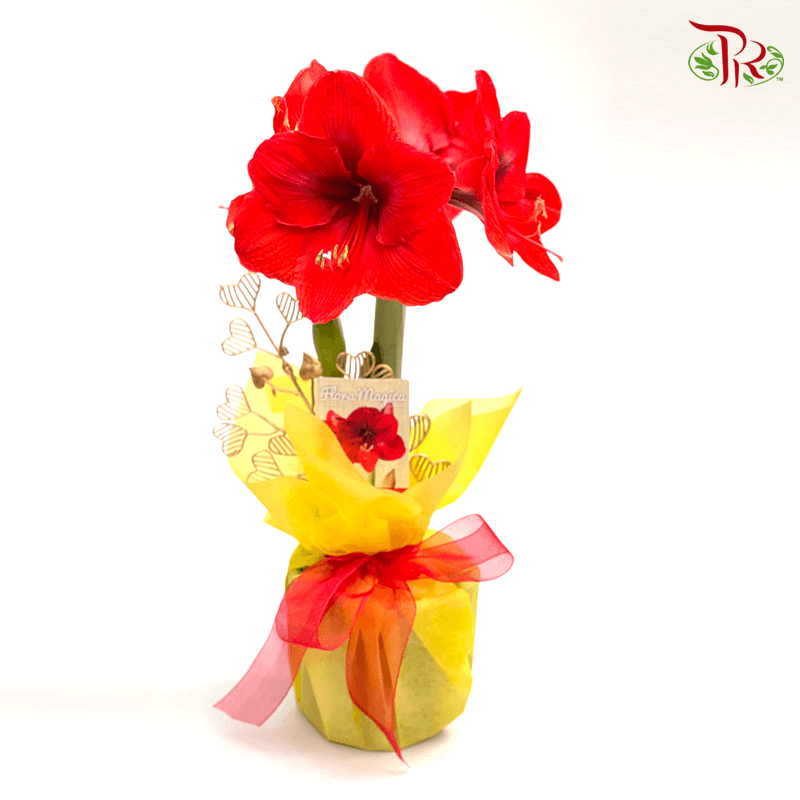 Hippeastrum 《朱顶红》PROMOTION- 2 flower shoots - Pudu Ria Florist