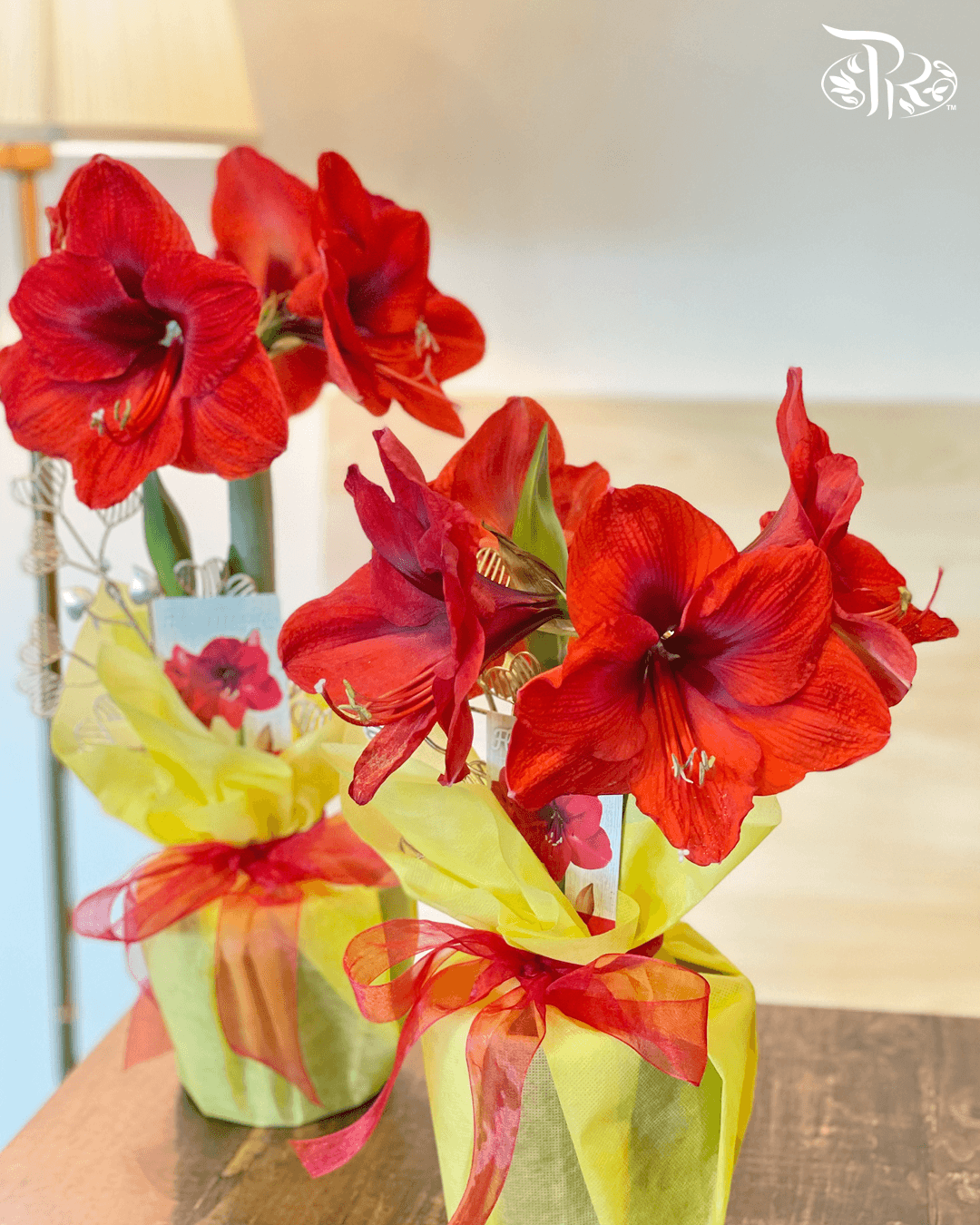 Hippeastrum 《朱顶红》PROMOTION- 2 flower shoots - Pudu Ria Florist
