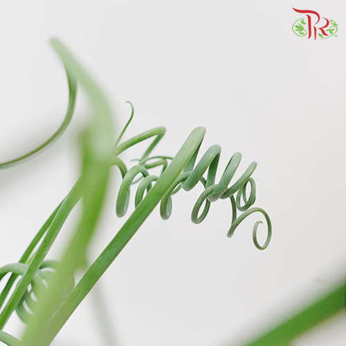 Albuca Frizzle Sizzle《弹簧草》 - Pudu Ria Florist