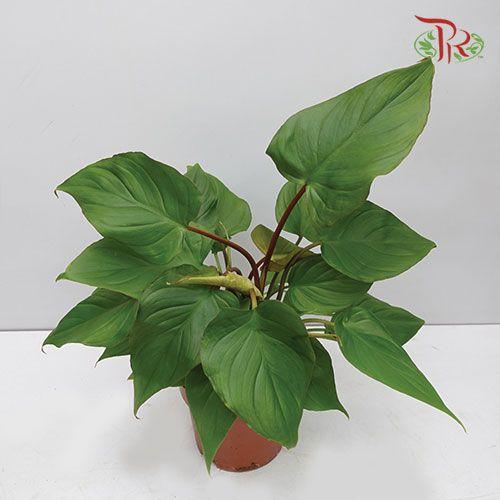 Homalomena Rubescens Maggy 《心叶春雪芋》-Pudu Ria Florist-prflorist.com.my