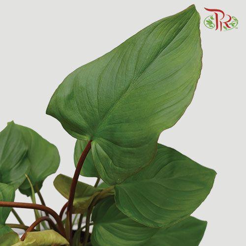 Homalomena Rubescens Maggy 《心叶春雪芋》-Pudu Ria Florist-prflorist.com.my