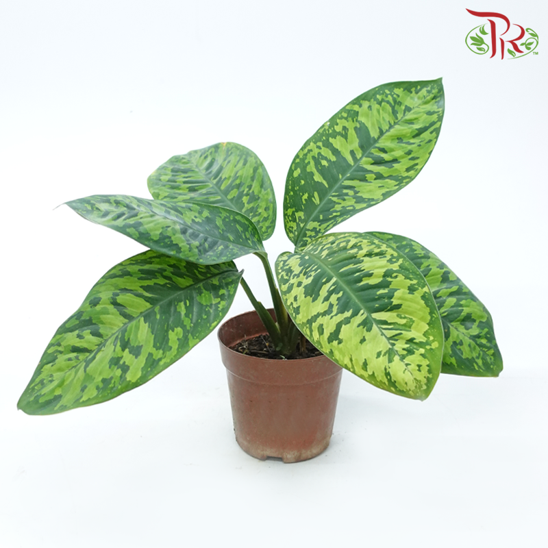 Homalomena《琴叶蕉》