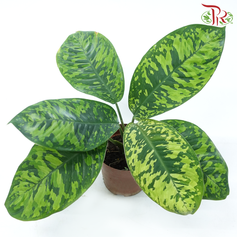 Homalomena《琴叶蕉》